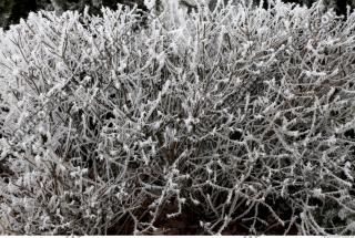 frozen hedge 0001